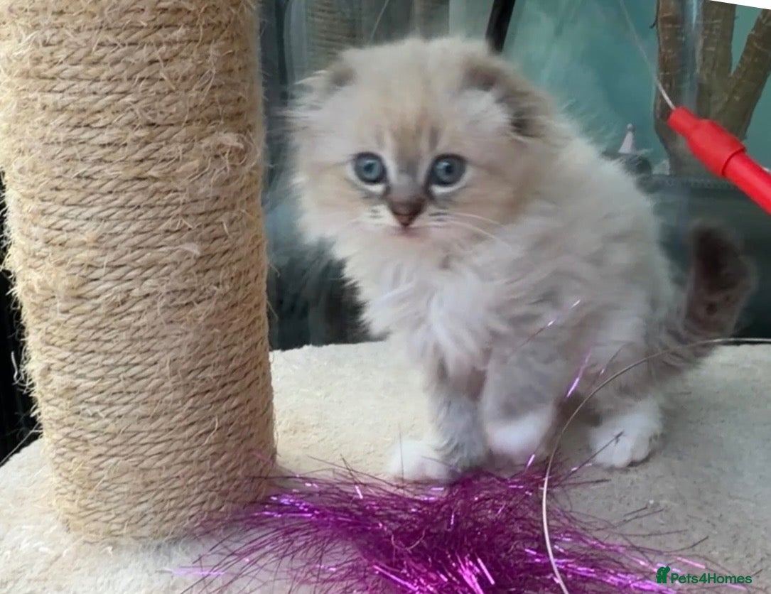 Mixed Breed cats Ragdoll mixed with Scottish fold female  - Advert 18