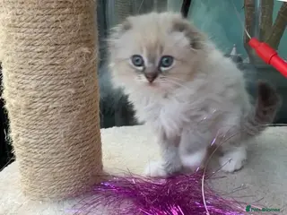 Mixed Breed cats Ragdoll mixed with Scottish fold female - Advert 18
