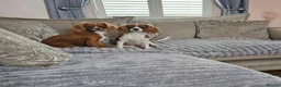 Cavalier King Charles Spaniel dogs for sale: Beautiful cavalier king Charles spaniel puppies  - Advert 1