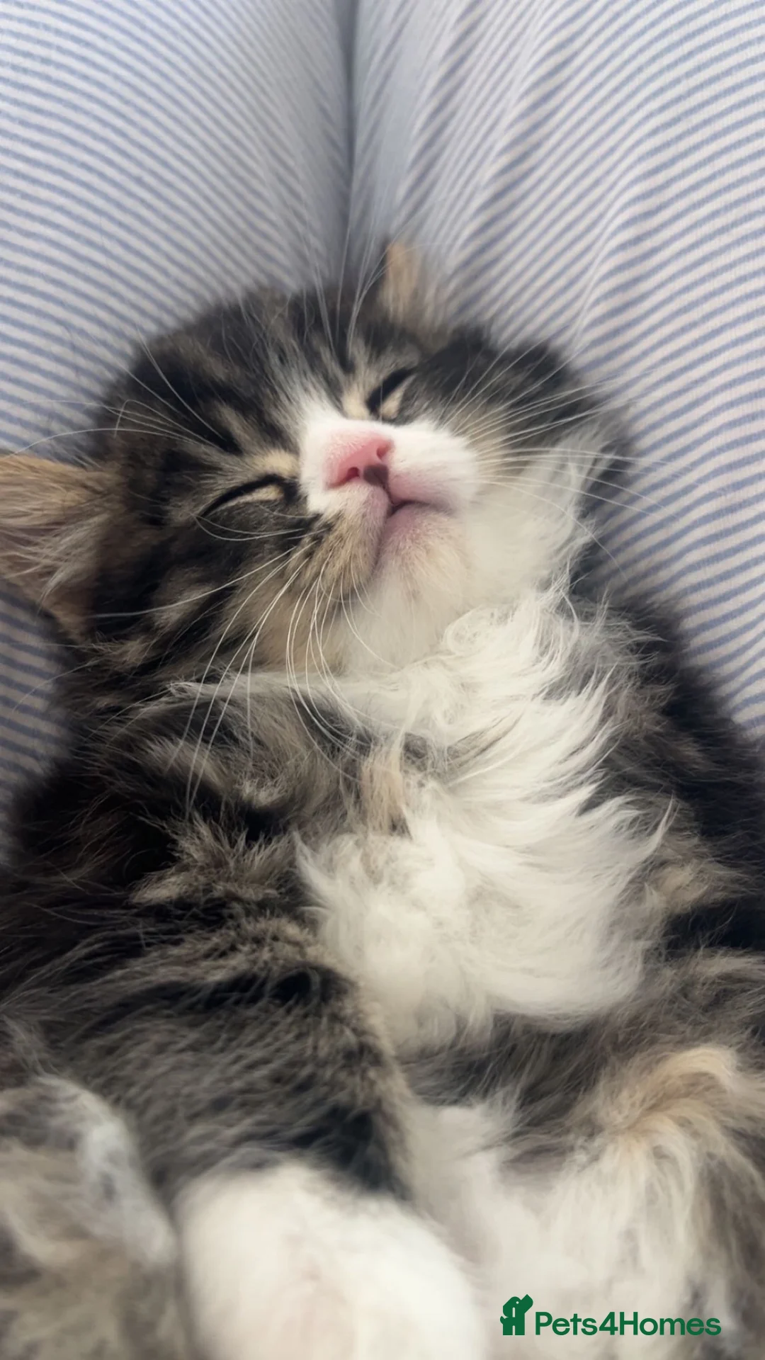 Mixed Breed cats for sale: Female kitten  - Advert 1