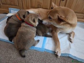 Japanese Shiba Inu dogs for sale - Advert 1
