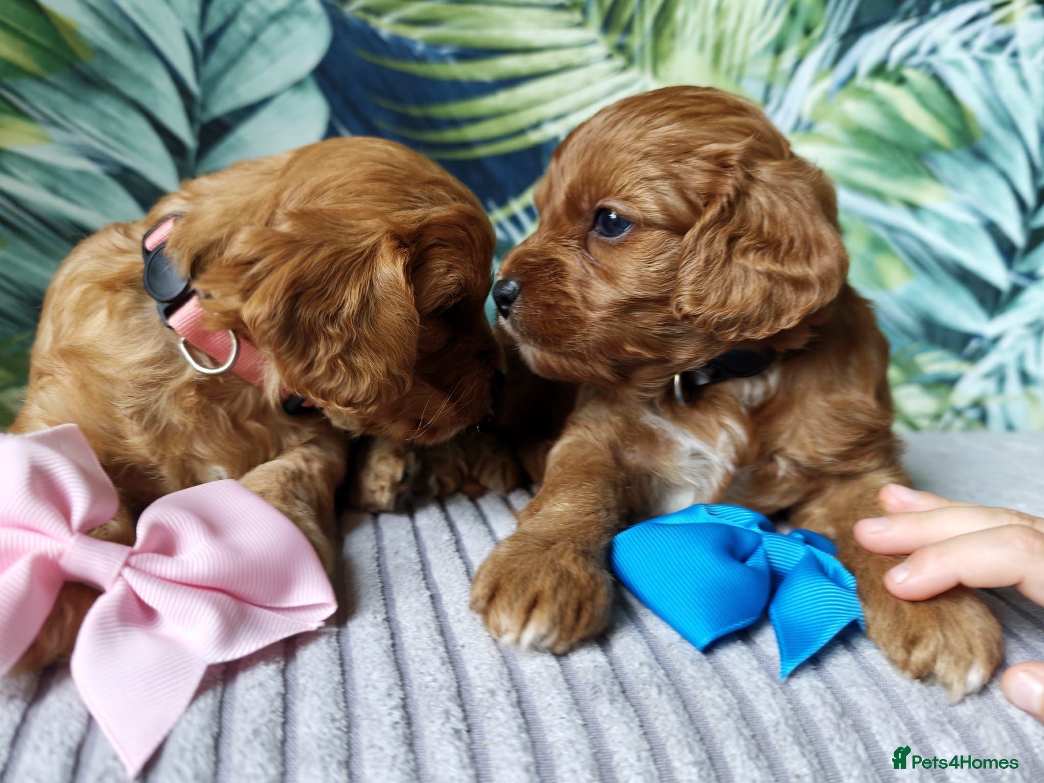 Cavapoo dogs 8 little fluffs available soon  - Advert 3