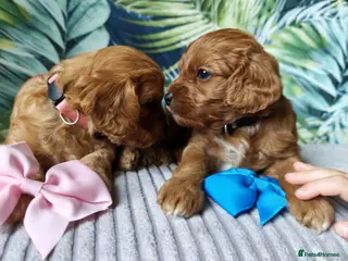 Cavapoo dogs 8 little fluffs available soon - Advert 3