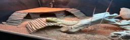 Bearded Dragon reptiles for sale: Bearded Dragon, Full Vivarium Set Up & Extras in Stockport - Advert 7