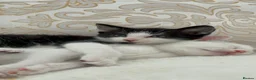 Domestic Shorthair cats for sale: Adorable Tuxedo Kittens Looking For New Homes - Advert 3