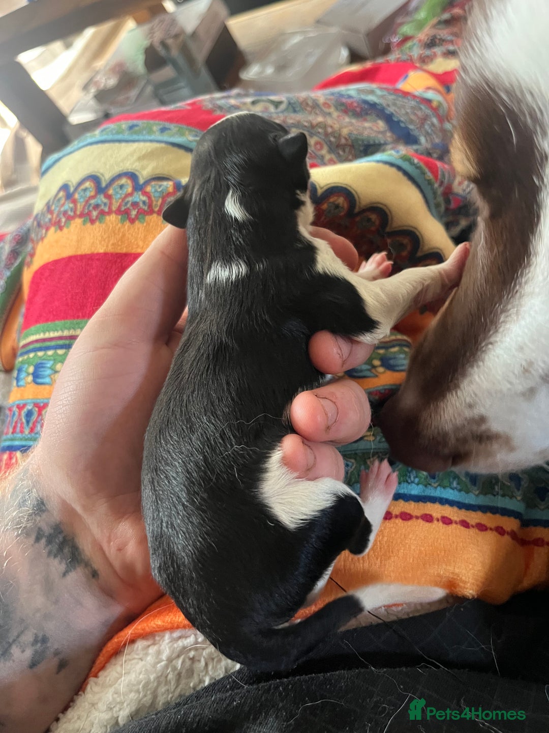 Border Collie dogs for sale: Border collie pups  - Image 7