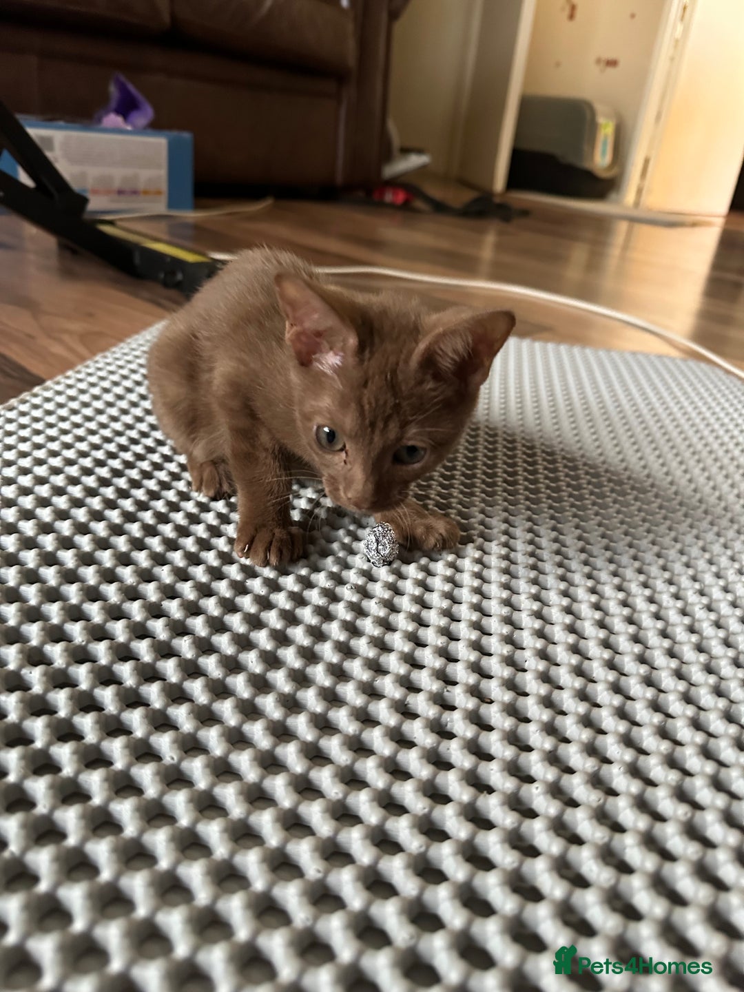 Mixed Breed cats for sale: Amazing Half Bengals !!! - Advert 14