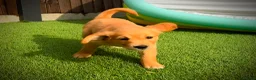 Golden Retriever dogs for sale: Kc registered golden retriever puppies !!! - Advert 12