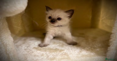 Ragdoll cats - Advert 2