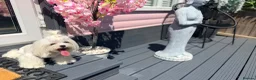 Maltese dogs for sale: Full Korean Female Maltese Age 5 - Advert 2