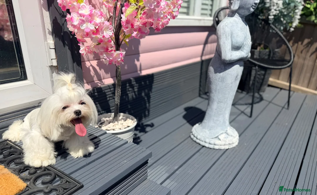 Maltese dogs for sale: Full Korean Female Maltese Age 5 - Advert 2