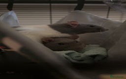 Rat rodents for sale: 2 rats for sale  - Image 2