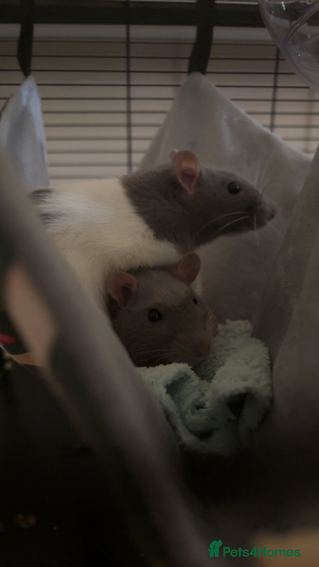 Rat rodents for sale: 2 rats for sale  - Image 2