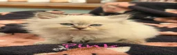 Mixed Breed cats for sale: Scottish Fold/Ragdoll in Colchester - Advert 23