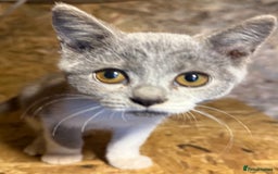British Shorthair cats for sale: Beautiful blue & white British shorthair kittens  - Image 7