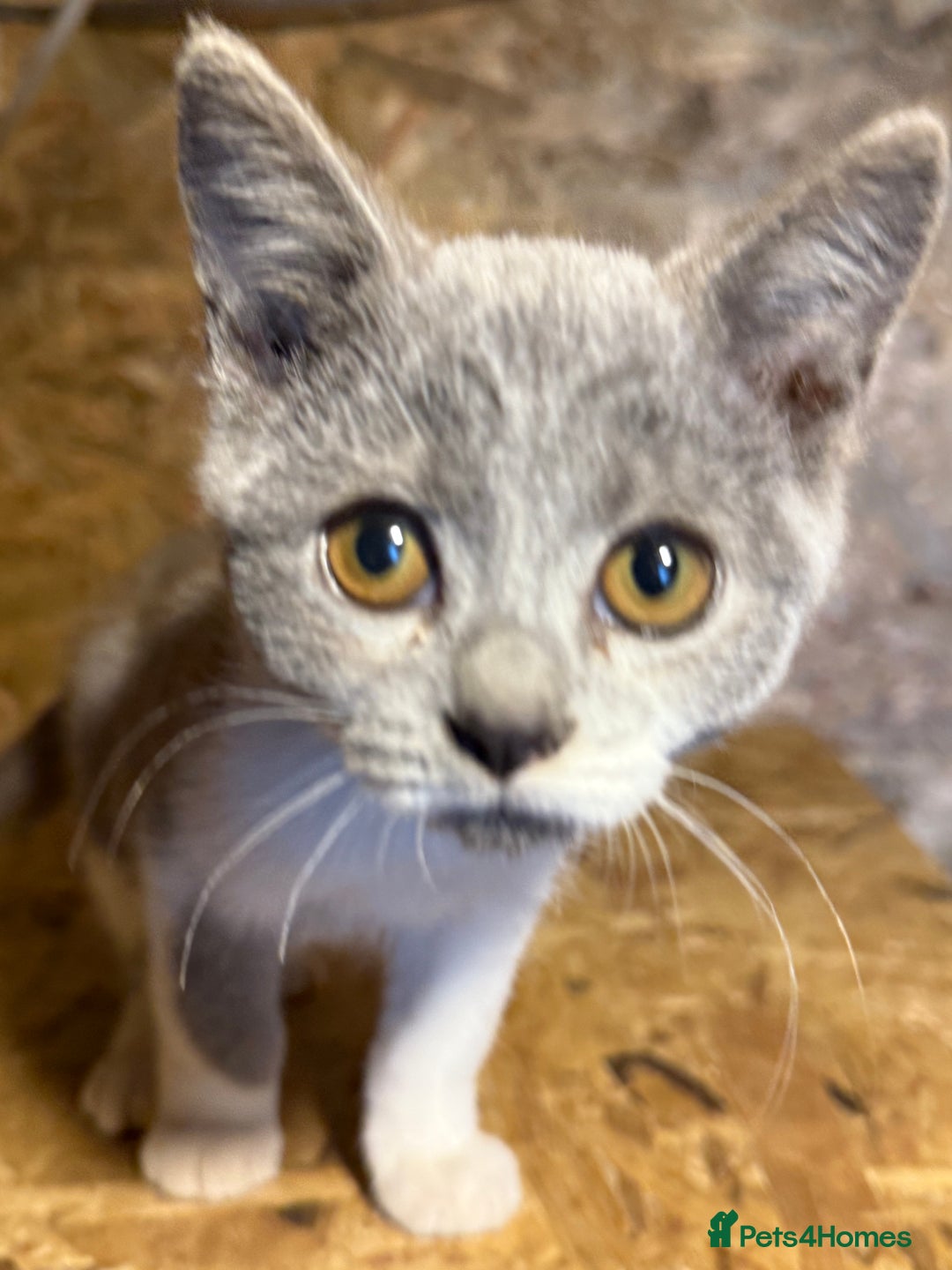 British Shorthair cats for sale: Beautiful blue & white British shorthair kittens  - Image 7