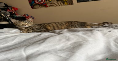 Mixed Breed cats - Advert 4