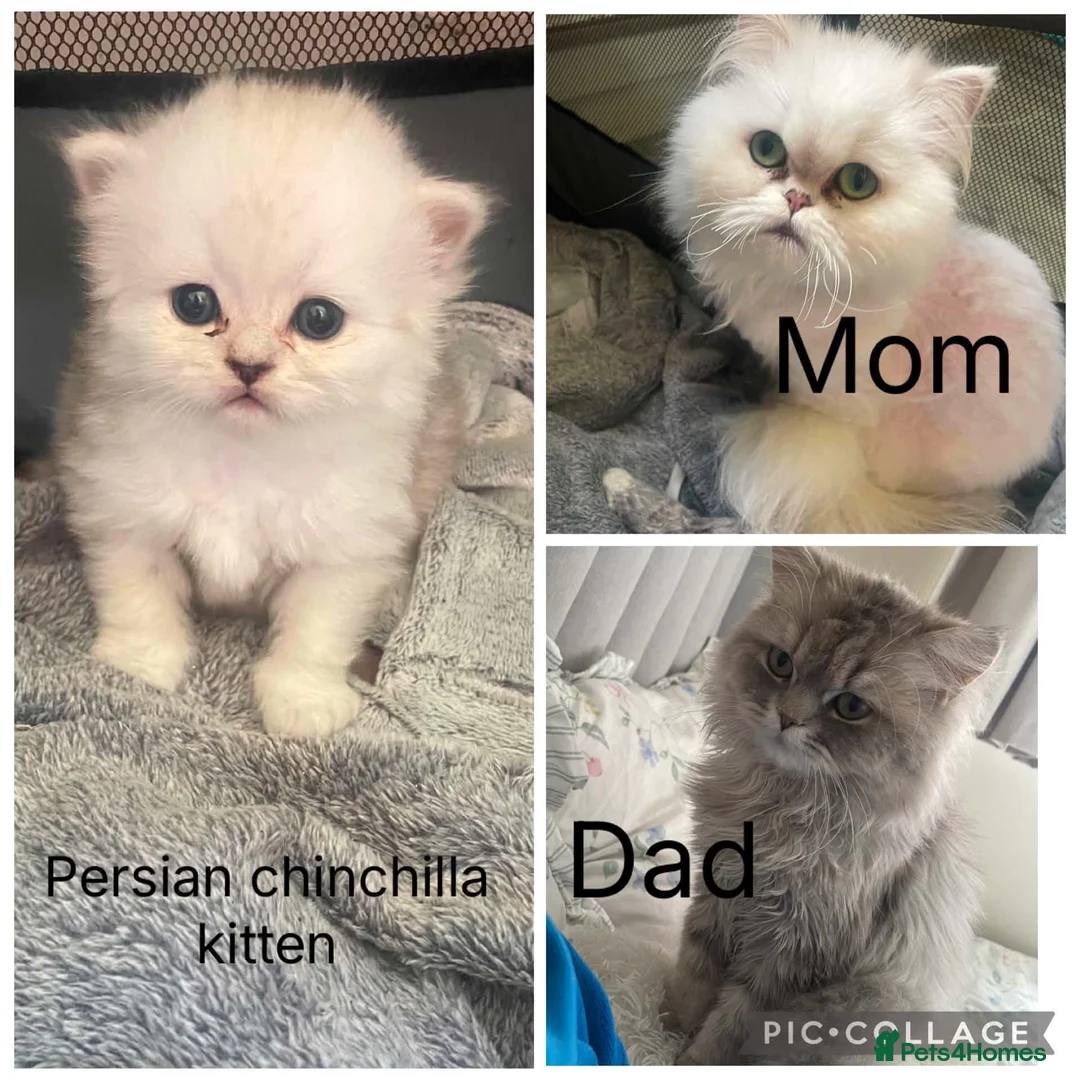 Persian cats for sale: Chinchilla Persian  in West Bromwich - Advert 1
