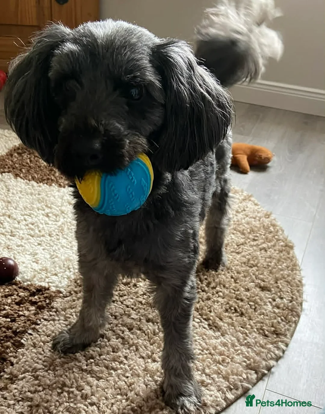 Yorkiepoo dogs for sale: 5 Yr Old Male Yorkiepoo Seeking Forever Home  - Advert 6