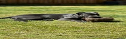 Cane Corso dogs for sale: Reluctantly rehoming my Beautiful Cane Corso - Advert 4