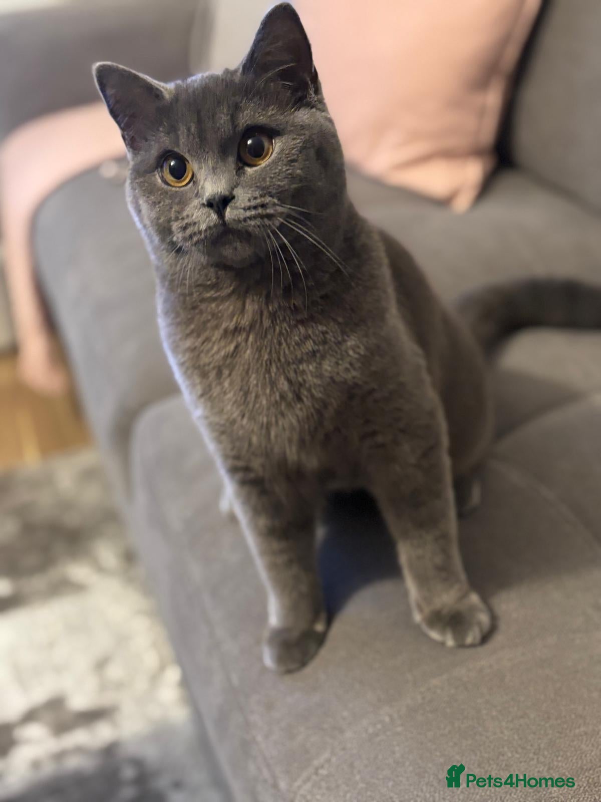 Mixed Breed cats Mixed breeds (British Shorthair) - Advert 6