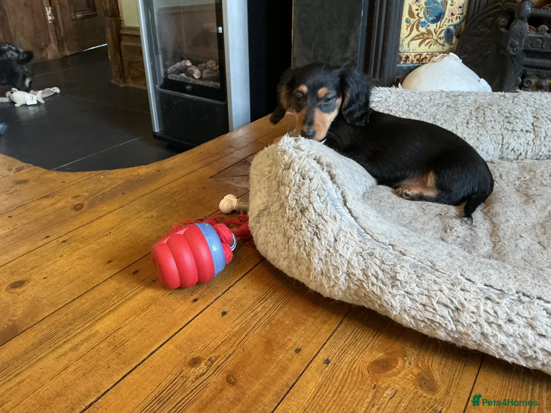 Miniature Dachshund dogs for sale: KC reg mini longhaired dachshund pups 1 girl2xboys - Advert 17
