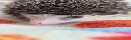 Pygmy Hedgehog rodents for sale: Gorgeous Reduced Hoglets available NOW!!!! - Advert 4