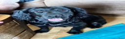 Cocker Spaniel dogs for sale: Cocker spaniel part trained for sale.  - Advert 3
