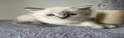 Siberian cats for sale: Save and check for next litter.  Siberian - Advert 22