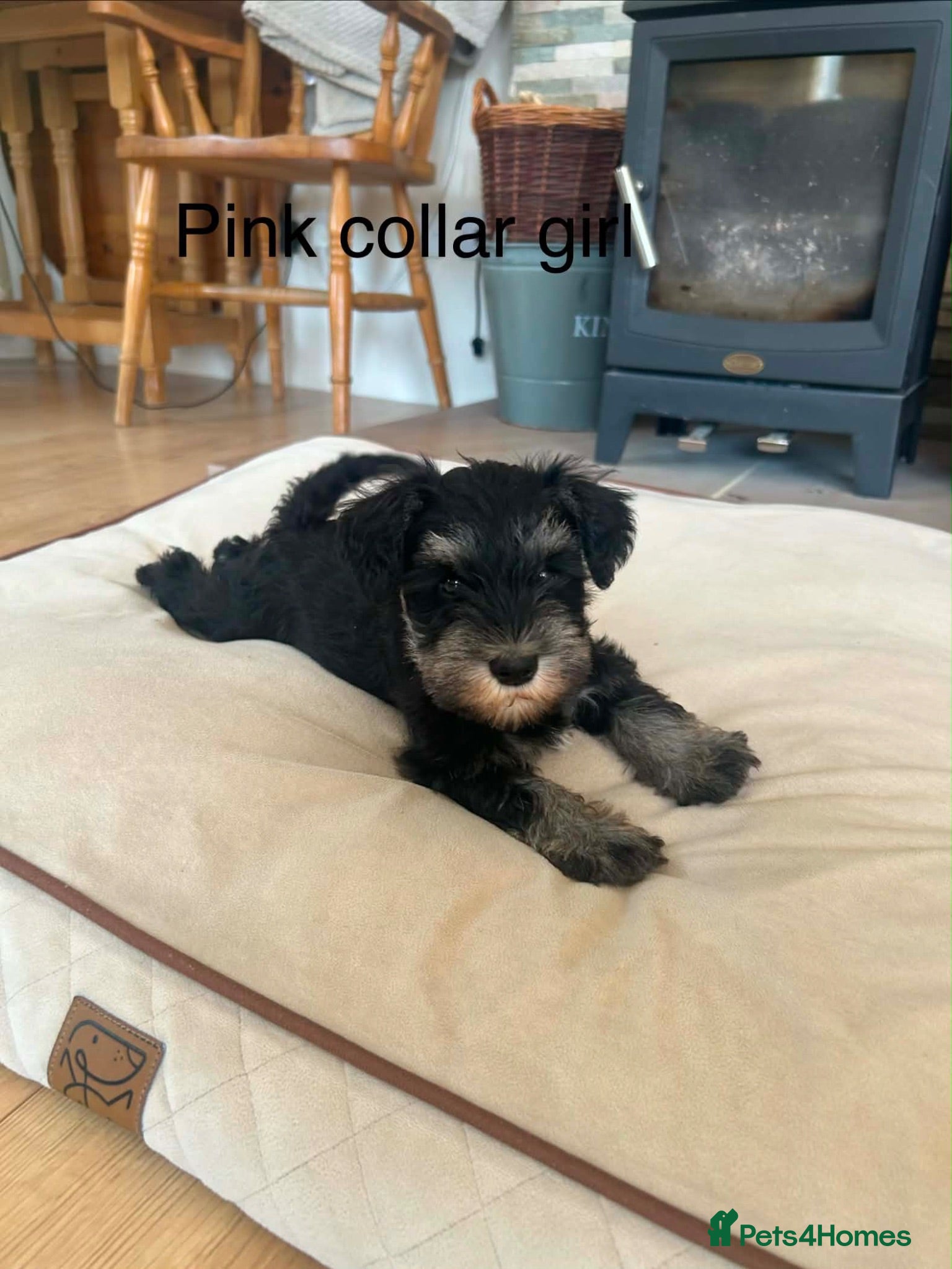 Miniature Schnauzer dogs Pedigree miniature schnauzers  - Advert 2