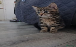 Mixed Breed cats for sale: Tabby kittens for sale - Image 12