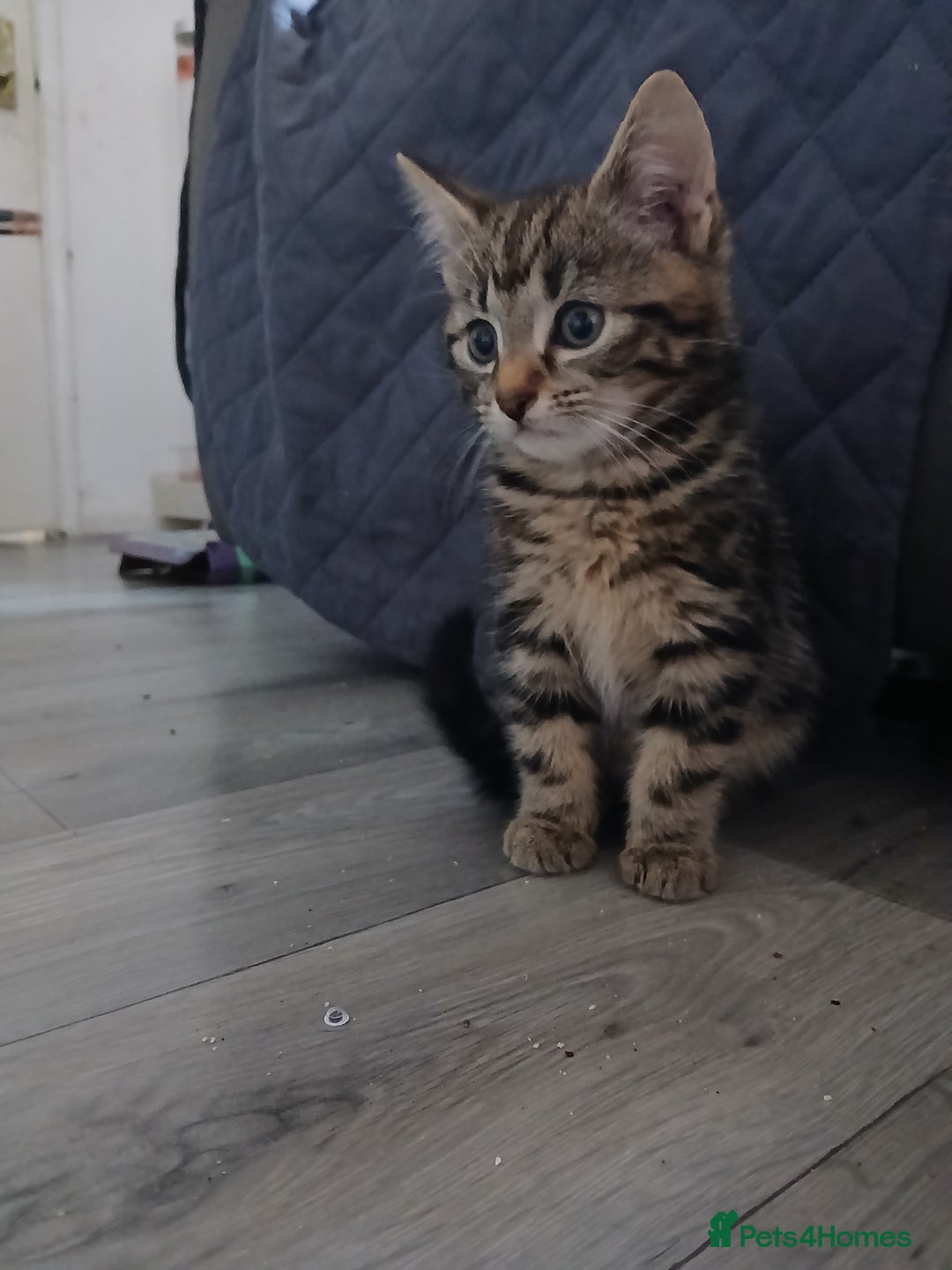 Mixed Breed cats for sale: Tabby kittens for sale - Image 12