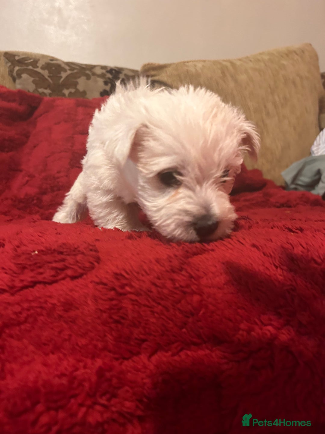 West Highland Terrier dogs for sale: West highland puppies - Advert 38