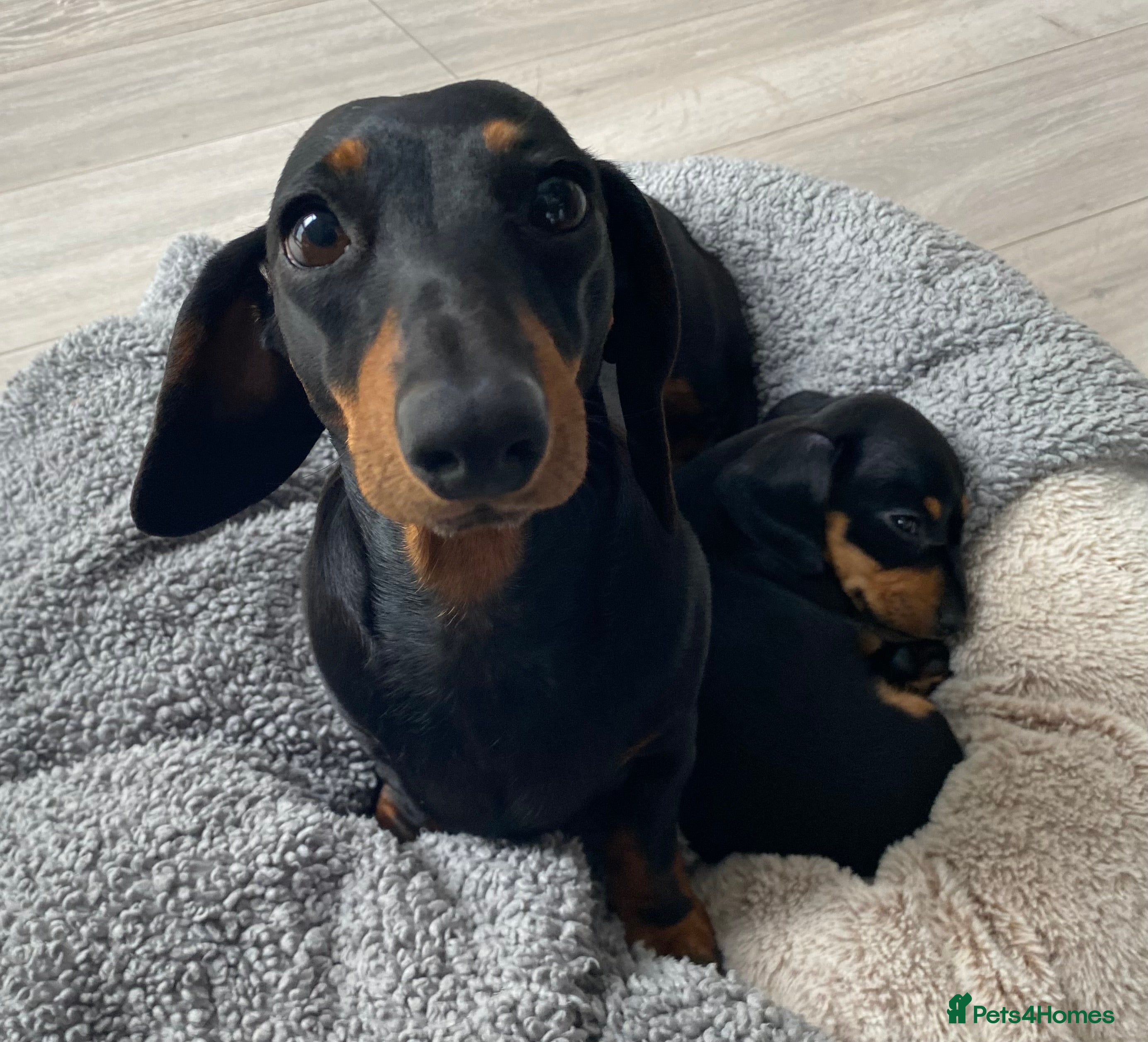 Miniature Dachshund dogs Miniature dachshund - Advert 2
