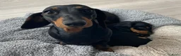 Miniature Dachshund dogs for sale: Miniature dachshund in Benfleet - Advert 2