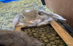 Mixed Breed rabbits for sale: Only 4 girls and 1 boy left  - Image 11