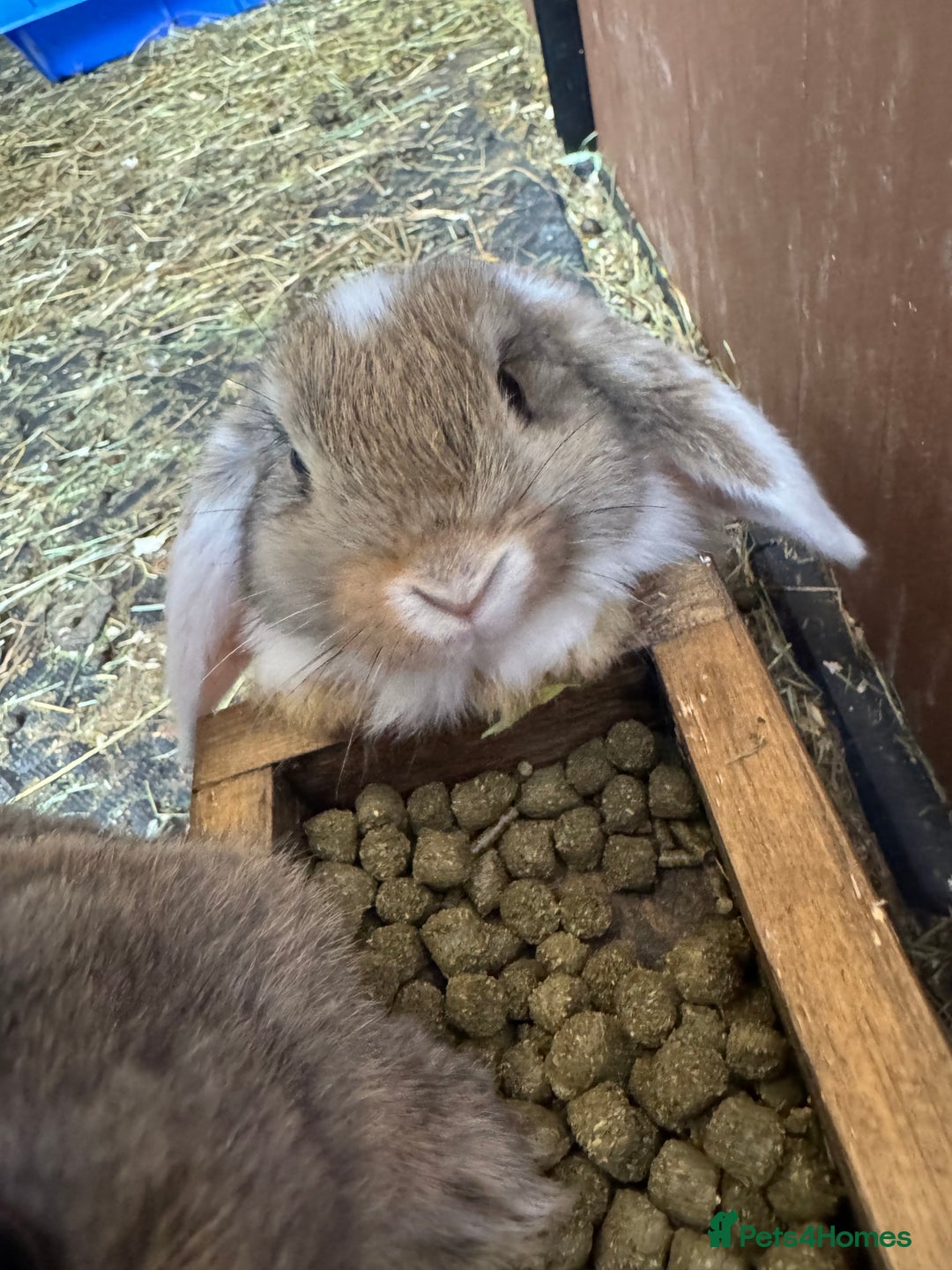 Mixed Breed rabbits for sale: Only 4 girls and 1 boy left  - Image 11