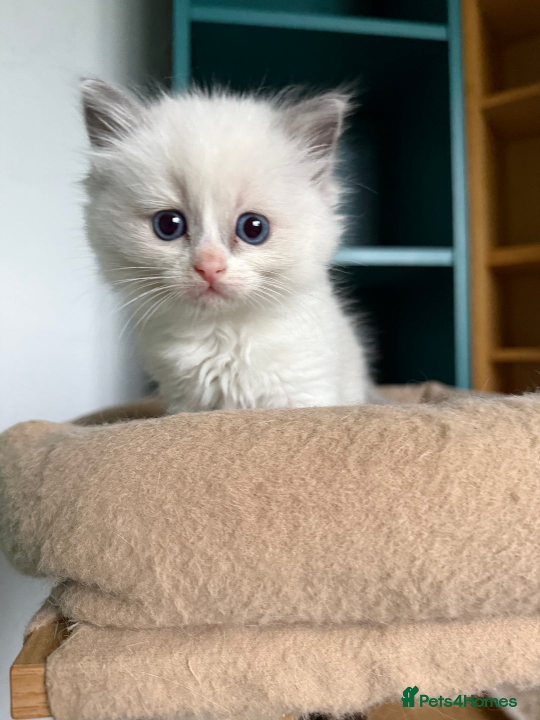 Ragdoll cats for sale: 📍1 FEMALE LEFT!🍼GCCF REGISTERED🐾 - Advert 7