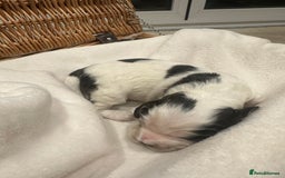 Cocker Spaniel dogs for sale: Show Type Cocker Spaniels Health Tested parent - Advert 11