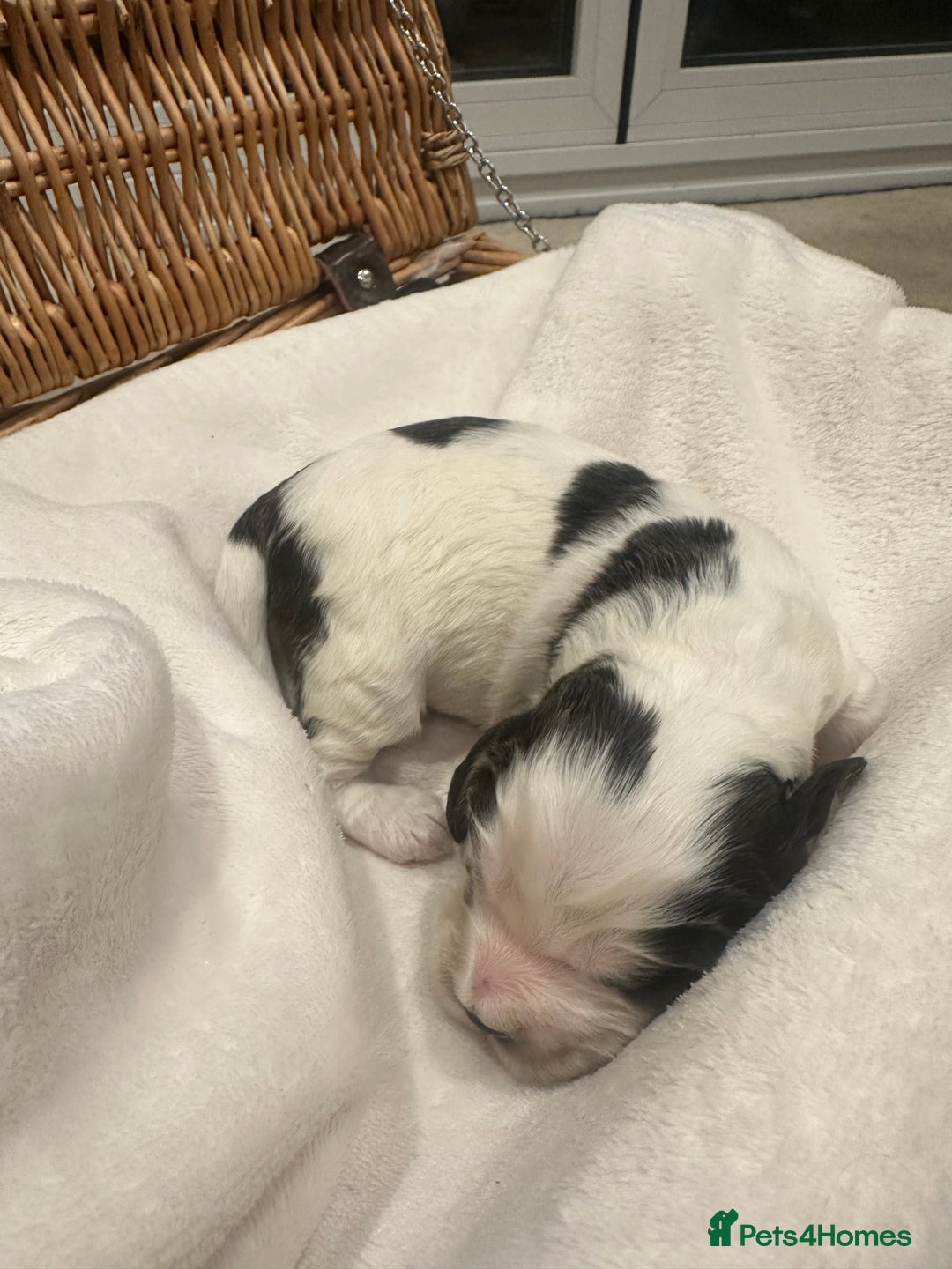 Cocker Spaniel dogs for sale: Show Type Cocker Spaniels Health Tested parent - Advert 11