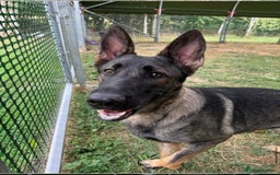 German Shepherd dogs for sale: Rehoming - German shepherd  - Image 1