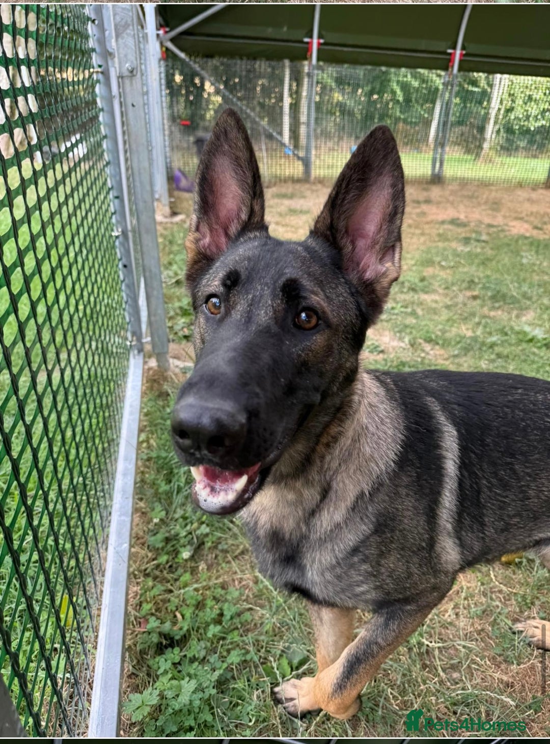 German Shepherd dogs for sale: Rehoming - German shepherd  - Image 1