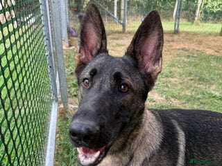 German Shepherd dogs - Advert 29