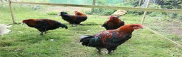 Chickens poultry for sale: French Black Copper Marans Cockerels - Advert 4