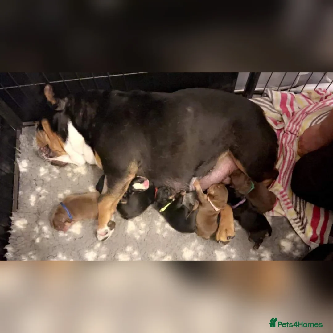 English Bulldog dogs for stud: *ROGUEROYALES Stud Valentino* Health Tested Clear in Wolverhampton - Advert 24