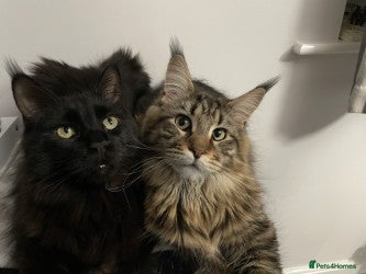 Maine Coon cats 2x Maine Coon sisters (GCCF) - Advert 4