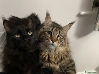Maine Coon cats 2x Maine Coon sisters (GCCF) - Advert 4