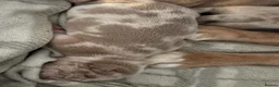 Olde English Bulldogge dogs for sale: Olde English bulldog puppies  - Advert 14