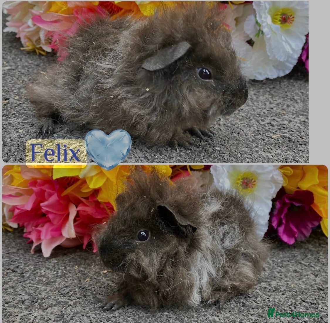 Guinea Pig rodents Pedigree Lunkarya Guinea pigs ready now  - Advert 2