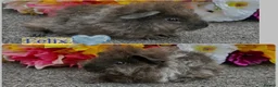 Guinea Pig rodents for sale: Pedigree Lunkarya Guinea pigs ready now  - Advert 2